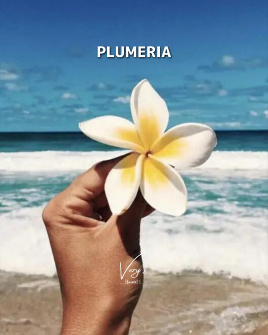 海とプルメリア