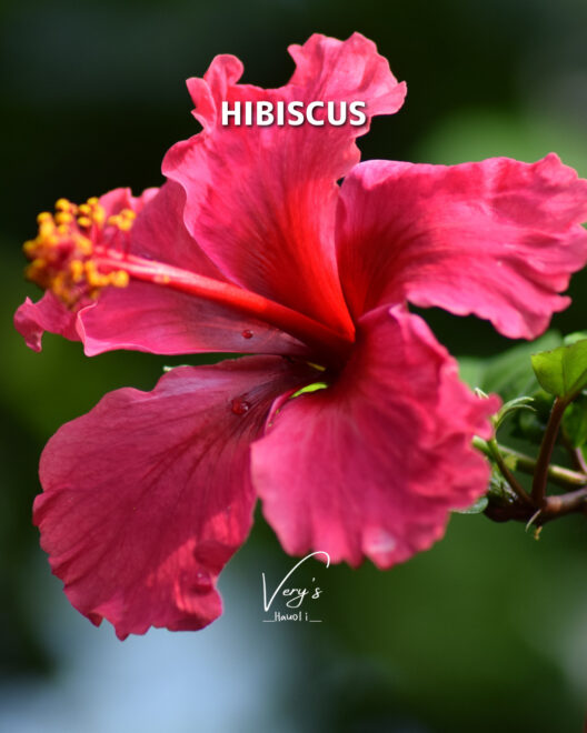 ハイビスカス