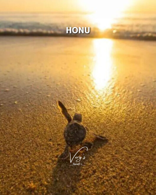 夕日と海とウミガメ