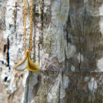 Half Color Whale Tail Necklace
